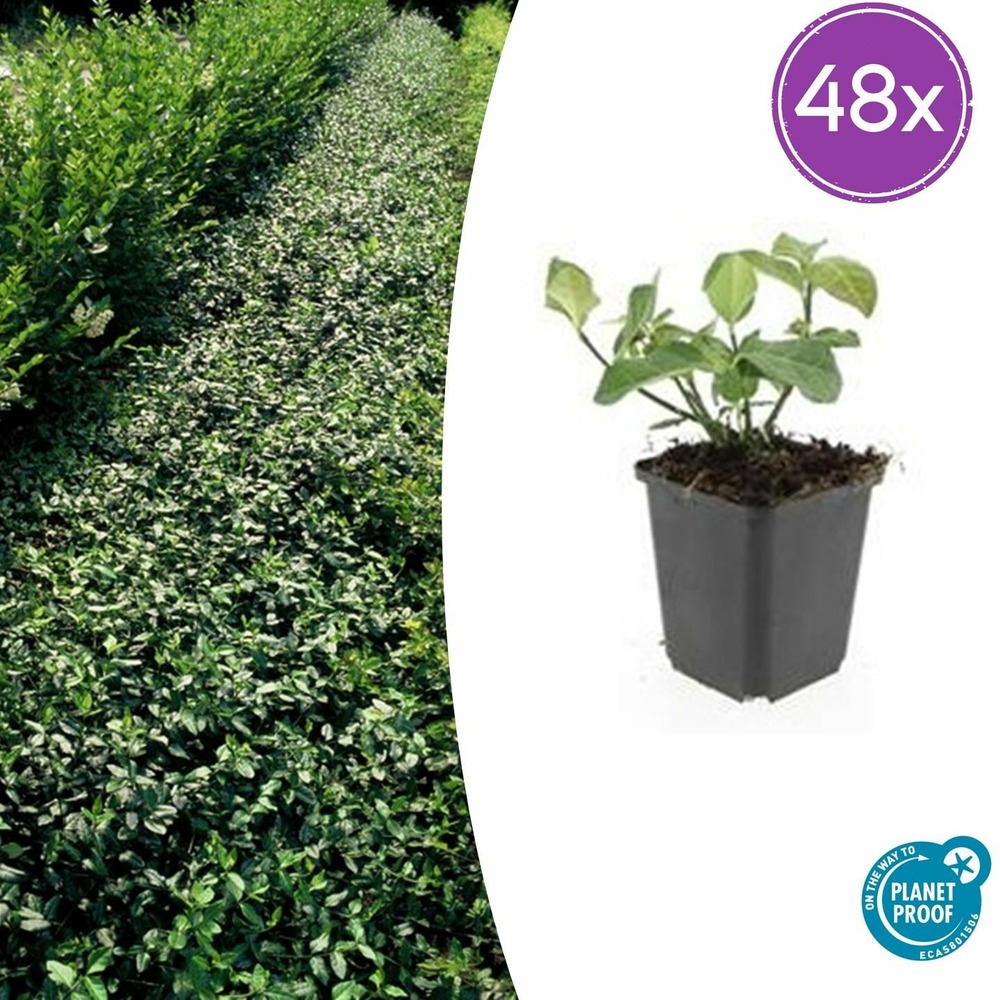 Lot de 48 - euonymus fort. 'dart's blanket' - h10-25 cm