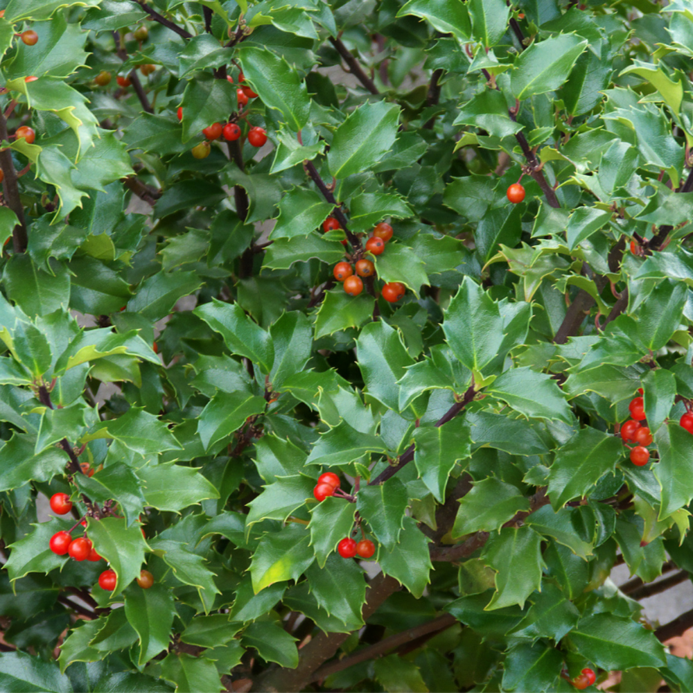 Houx de meserve heckenpracht - ilex meserveae heckenpracht 40cm en pot