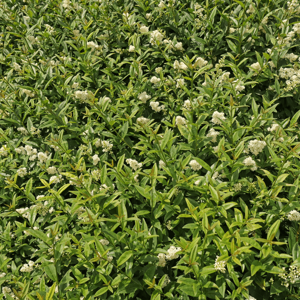 Troène commun atrovirens - ligustrum vulgare atrovirens pot 3l