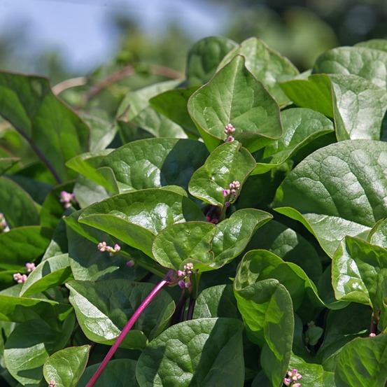 Épinard de malabar le sachet de 50 graines environ (1,5g)