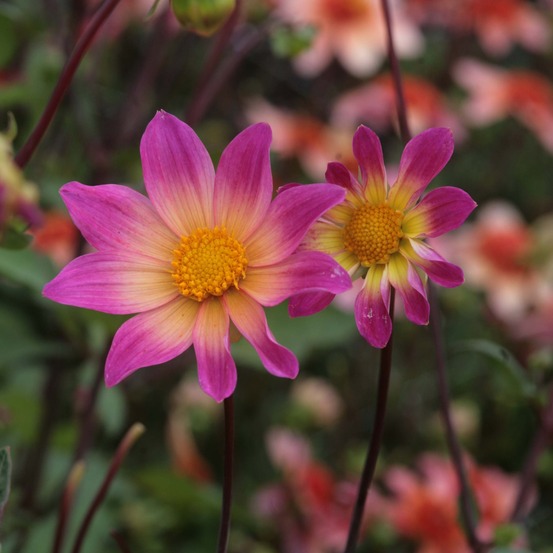 Dahlia gpe nains simples 'bright eyes' bulbe calibre i