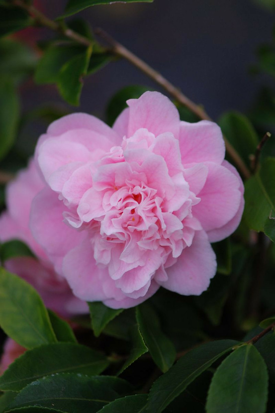 Camélia 'sweet emily kate' - en pot de 5 litres