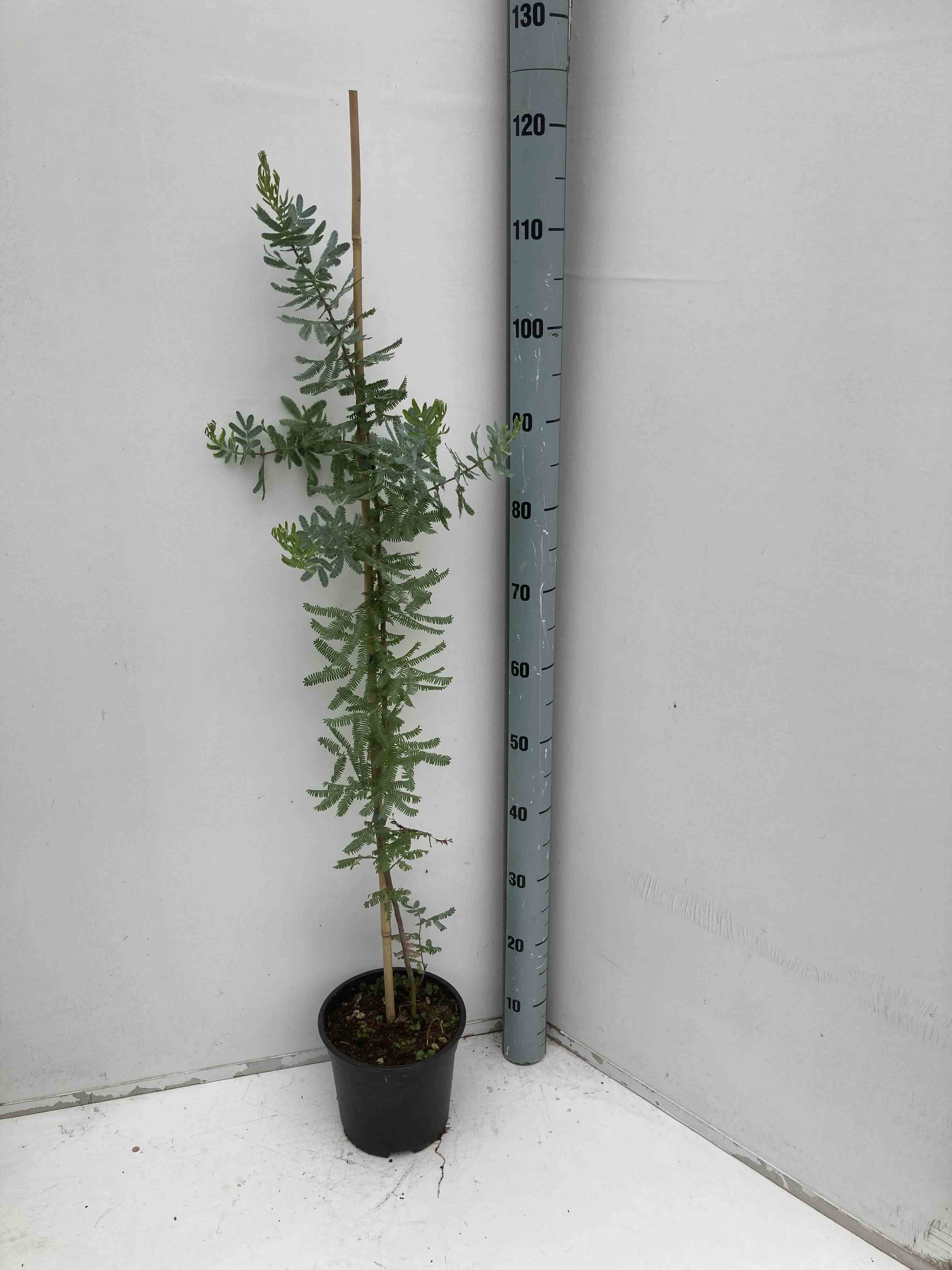 Acacia baileyana 'purpurea' (acacia pourpre de bailey)   jaune - taille pot de 3 litres - 80/100 cm