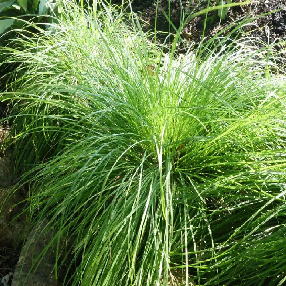 Laîche des montagnes - carex - le pot / 8cm