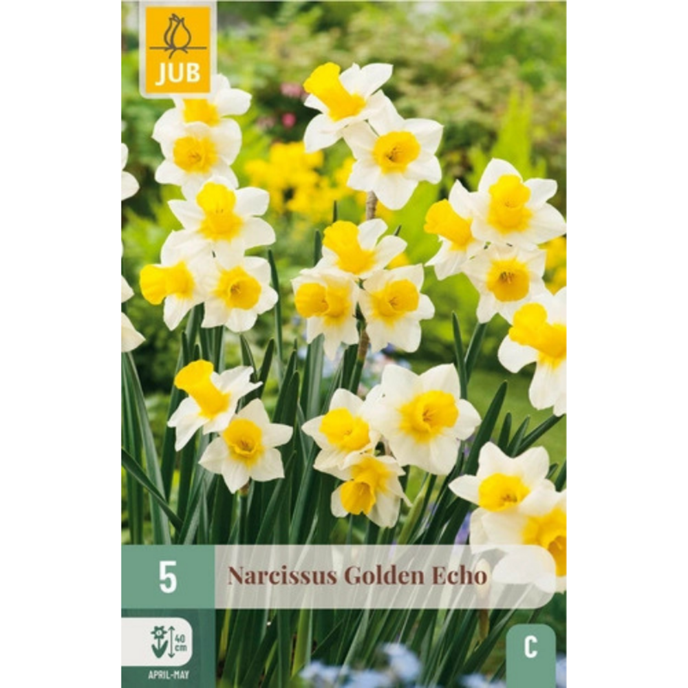 Bulbes narcisses variété golden echo par 5 jaune