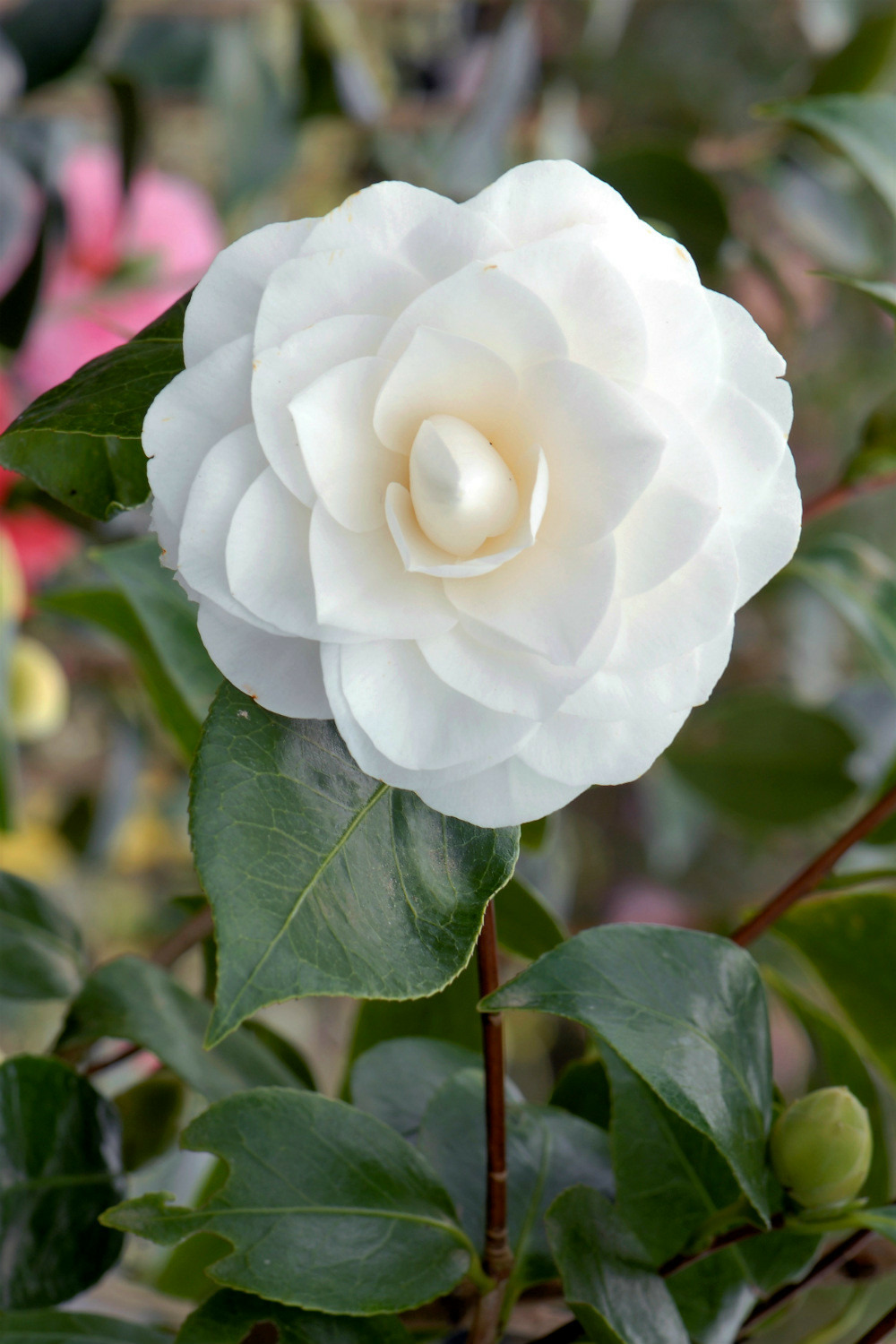 Camélia 'nuccio's gem' - en pot de 1 litre