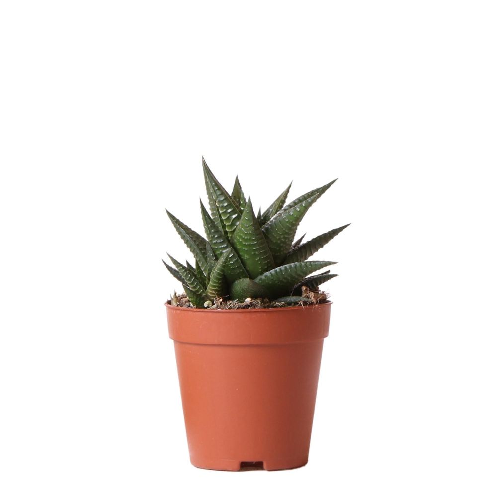 Haworthia limifolia h16cm