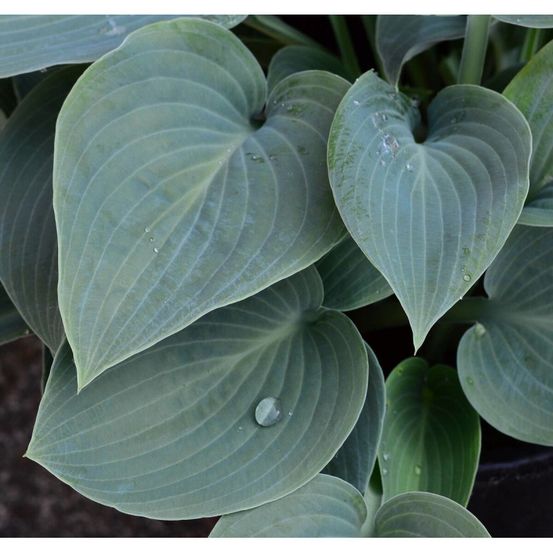 Hosta bressingham blue pot de 3l - 20/40 cm