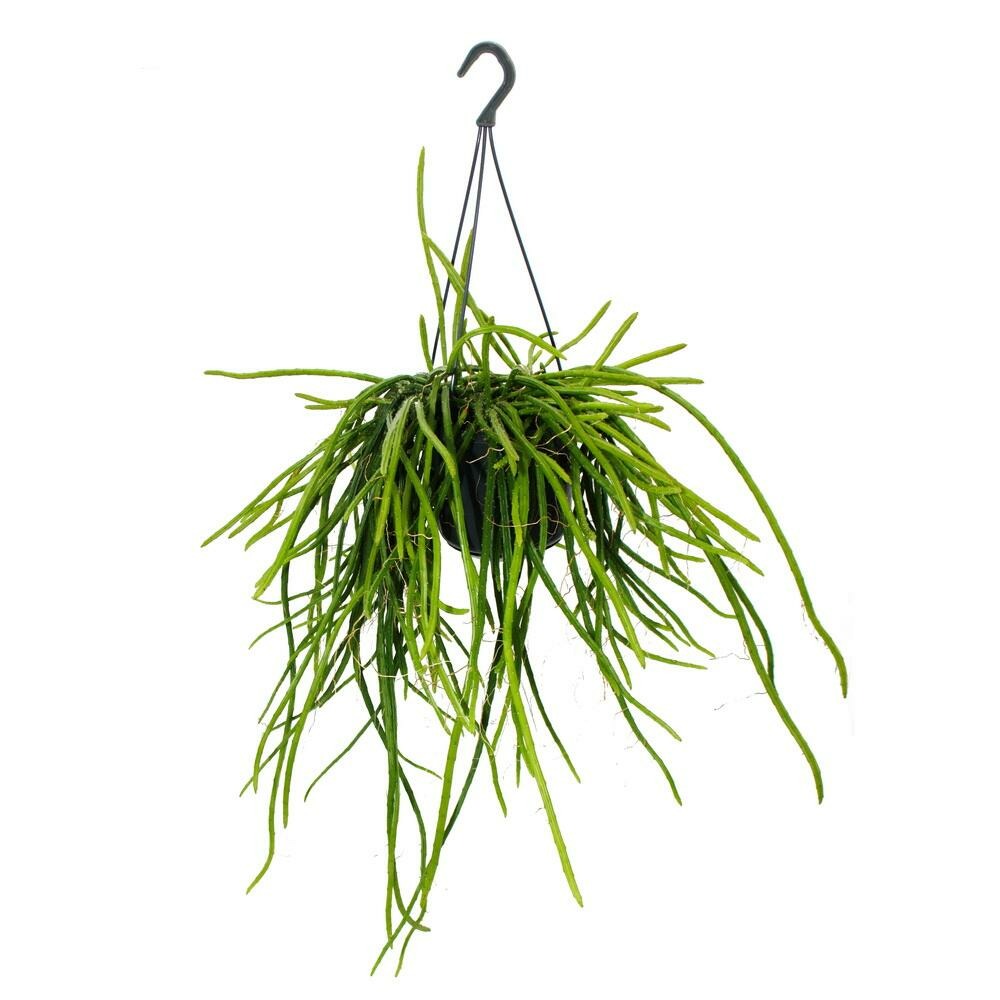 Urban jungle elegance - ambre de cactus moderne avec une superbe structure de feuilles - selenicereus wercklei - 15cm