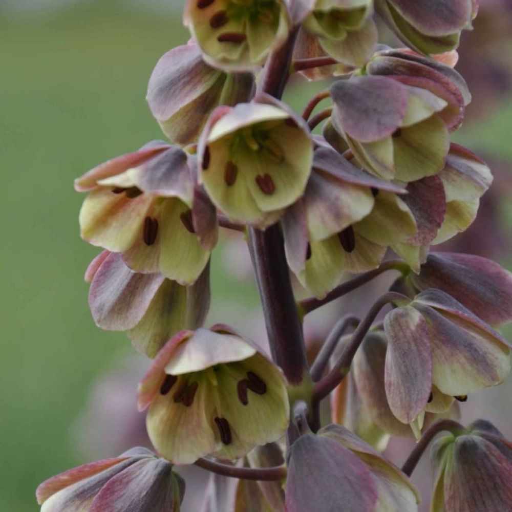 Fritillaire de perse 'bicolor magic bells' bulbe calibre 18/20