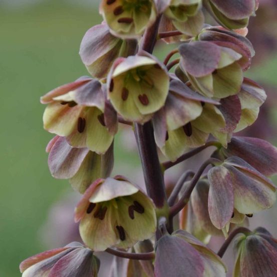Fritillaire de perse 'bicolor magic bells' bulbe calibre 18/20