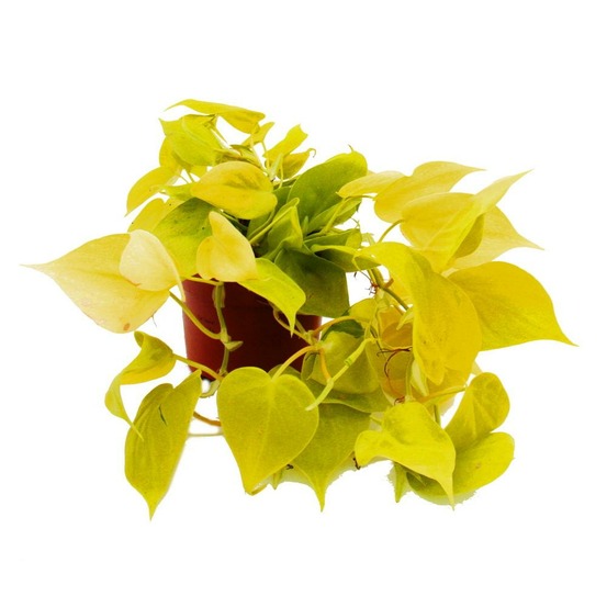 Philodendron scandens tilleul - ami arbre grimpant jaune-vert - pot 12cm