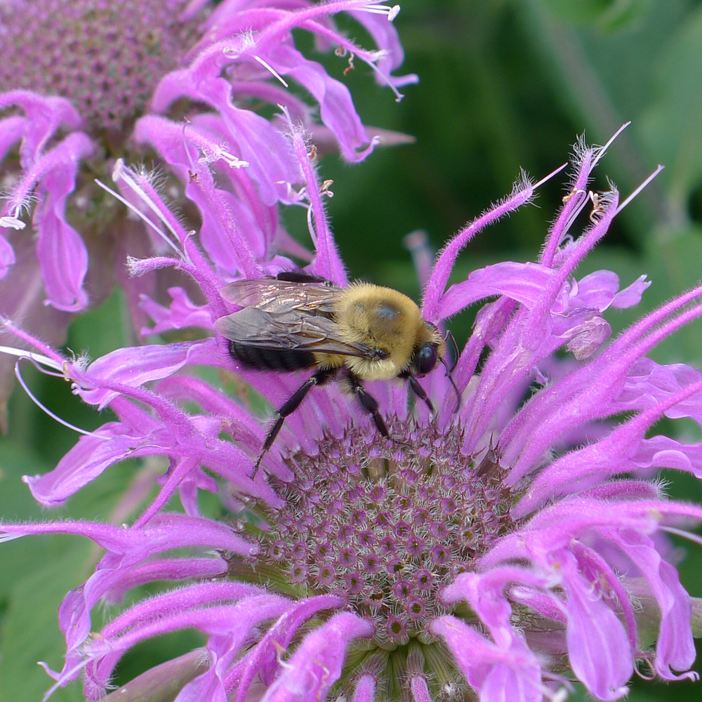Monarde 'blaustrumpf' godet de 8/9 cm