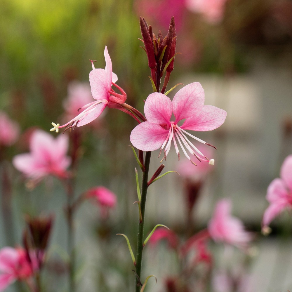 Gaura siskiyou pink - les 2 pots / ø 9cm, vendu par lot de 2