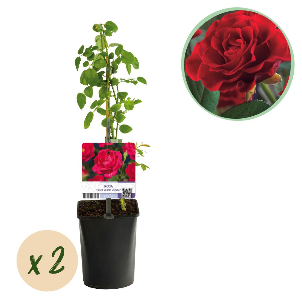 Rosier grimpant 'paul scarlet' - pot 11 cm - hauteur 40 cm