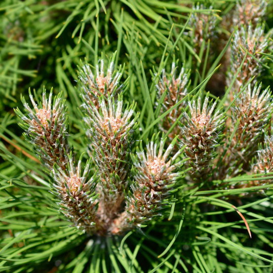 Pin noir marie bregeon - pinus nigra marie bregeon 30/35cm pot 11l