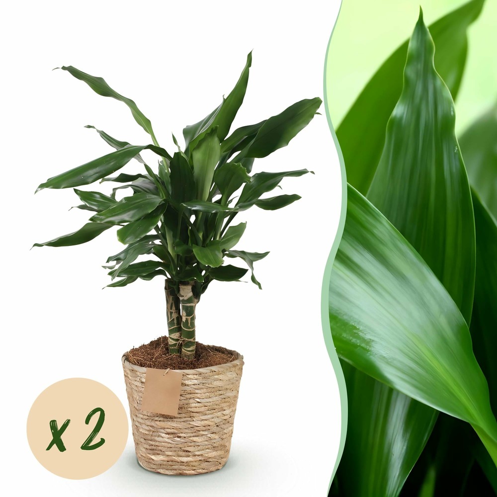 Dracaena steudneri – lot de 2 – pot 17cm – hauteur 50-55cm