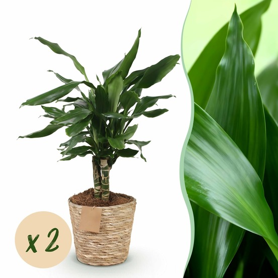 Dracaena steudneri – lot de 2 – pot 17cm – hauteur 50-55cm