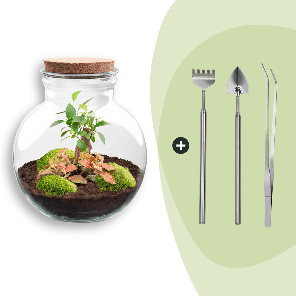 Terrarium à composer bouteille en verre recyclé - ø25-h26cm - avec râteau, pelle et pince - ficus fittonia - terrarium diy
