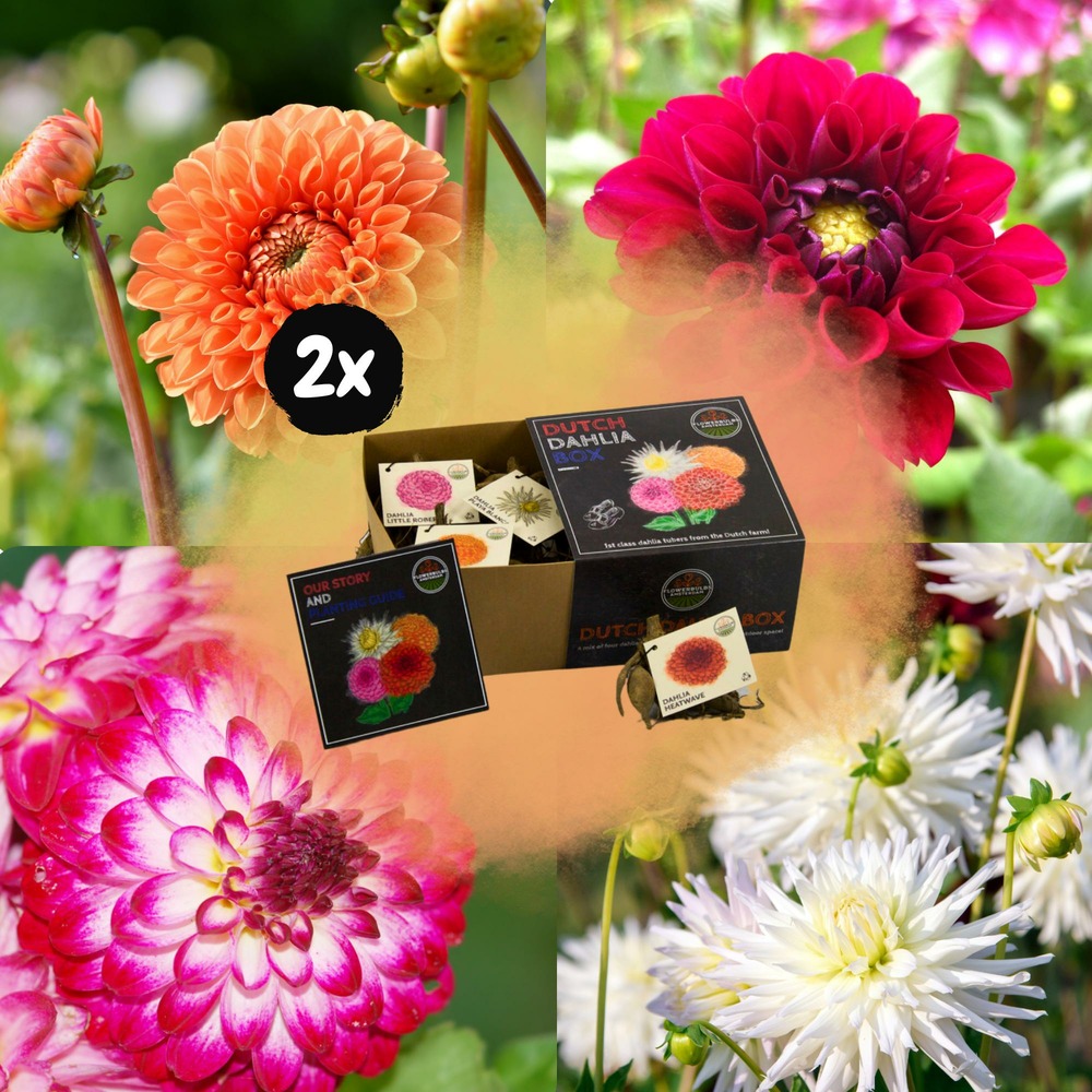Dahlia bulbes - 2 box moyennes de luxe 2 x 4 dahlias hollandais