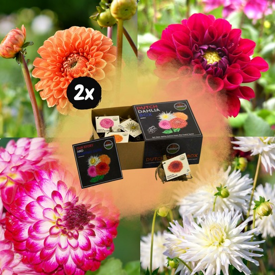 Dahlia bulbes - 2 box moyennes de luxe 2 x 4 dahlias hollandais
