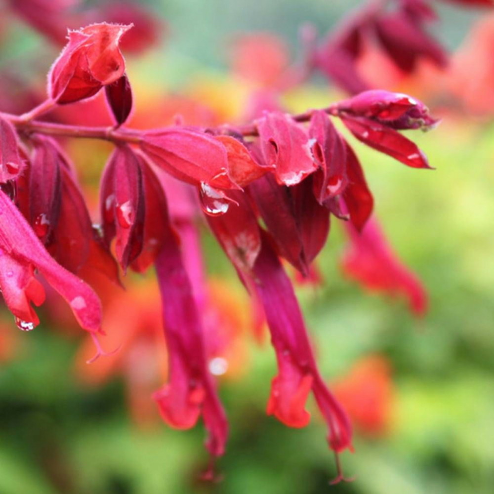 Sauge wendy's wish lot de 3 godets