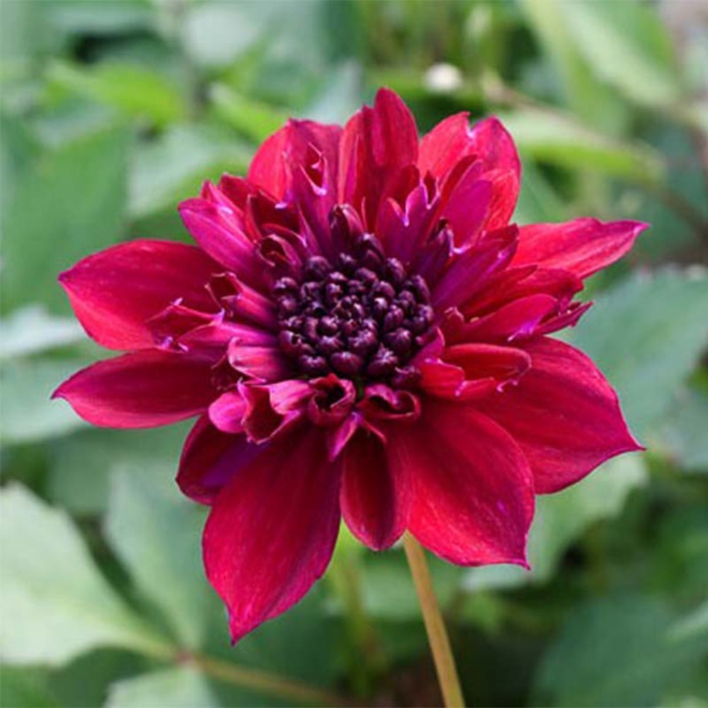 Dahlia anémone 'purpinca' bulbe calibre i