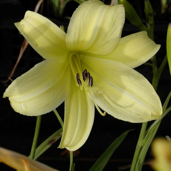 Hémérocalle shooting star lot de 3 godets