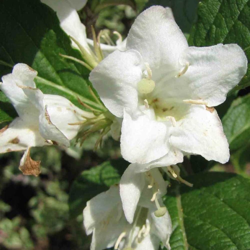 Weigela snowflake, weigelia pot de 4l - 40/60 cm