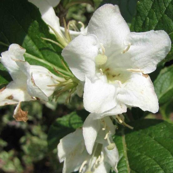 Weigela snowflake, weigelia pot de 4l - 40/60 cm