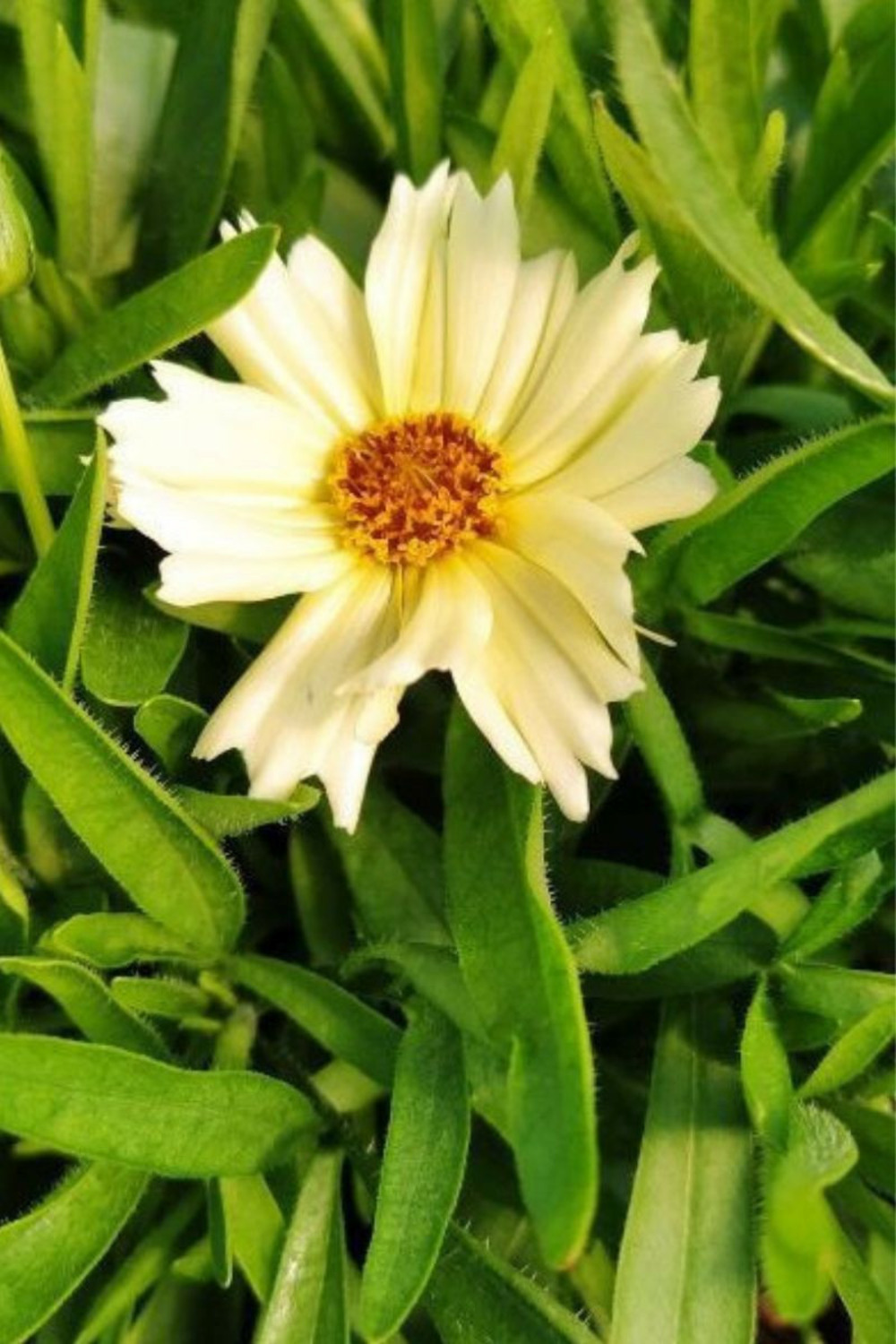 Coreopsis 'cream' - en pot de 3 litres
