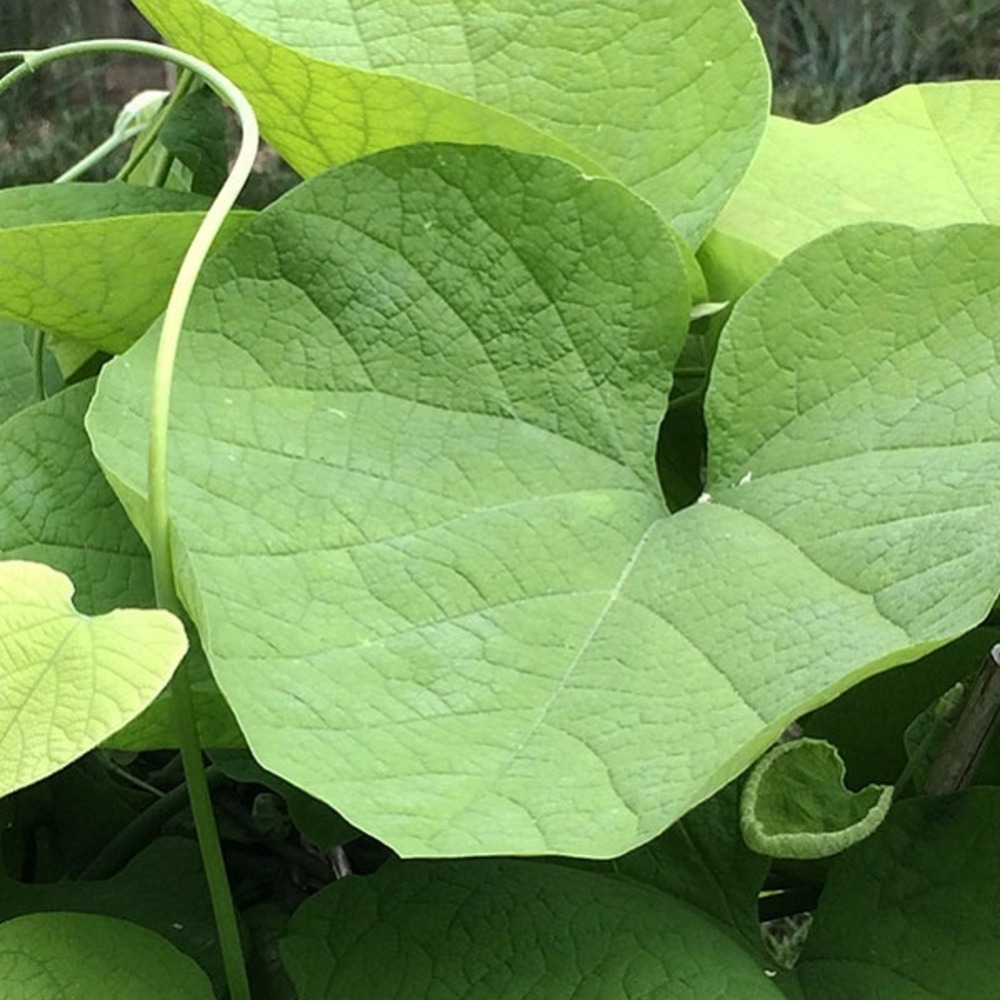 Pipe allemande - aristolochia macrophylla - 50-60 cm pot