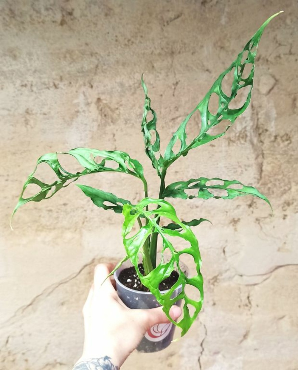 Monstera obliqua peru medium d. 12cm h. 20cm - plante d'intérieur