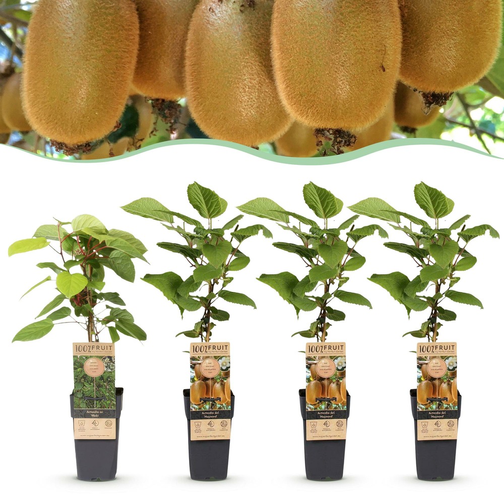 Actinidia weiki & hayward - hauteur 50cm - h15-50 cm