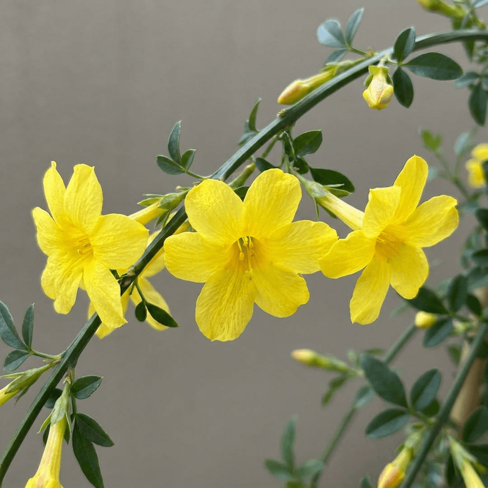 Jasmin d'hiver - grimpante fleurie - plante d'extérieur - ø9cm