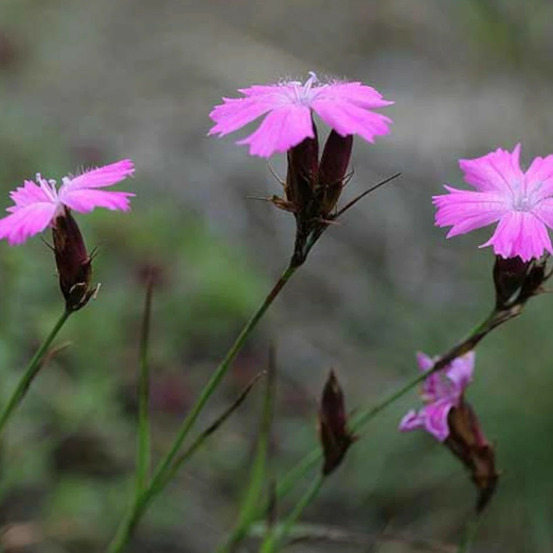 Oeillet des chartreux lot de 9 godets