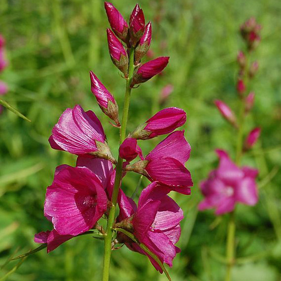 6 x sidalcea oregana 'brilliant' - sidalcea oregana 'brilliant' - godet 9cm x 9cm