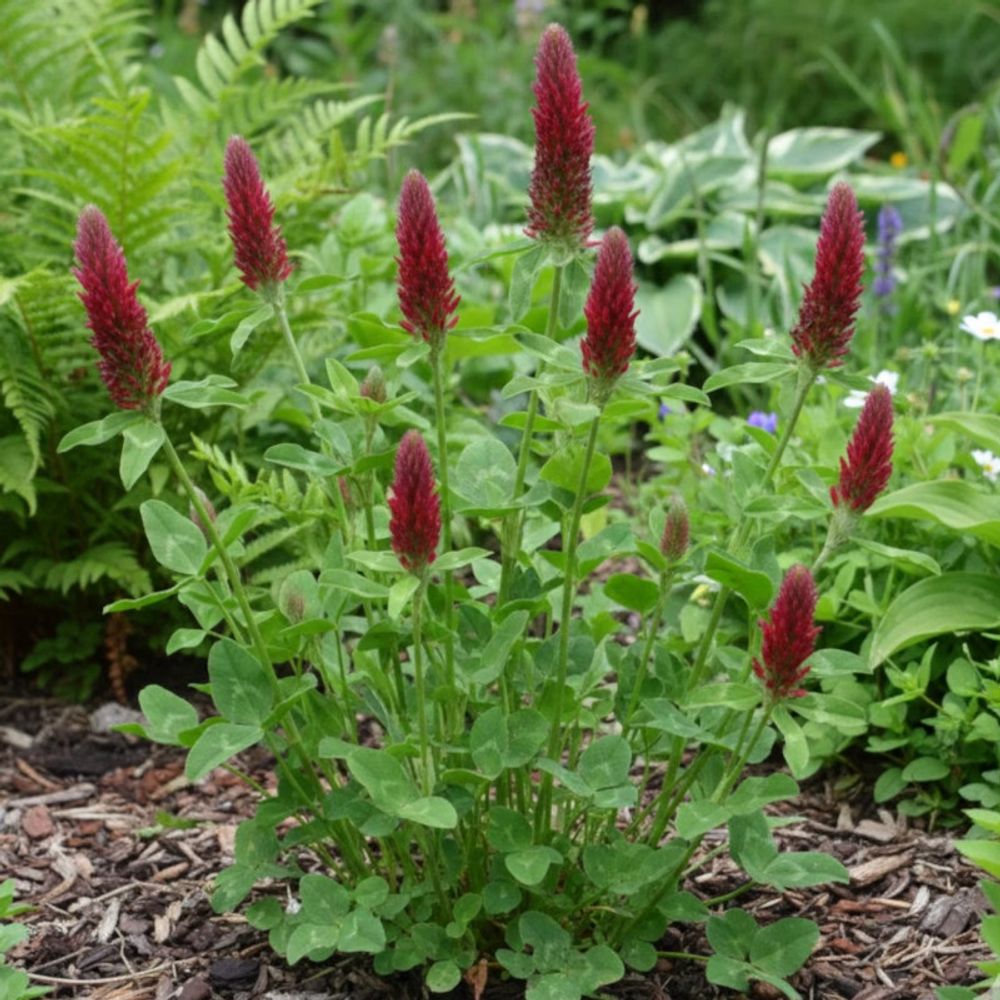 Trèfle rouge lot de 5 godets