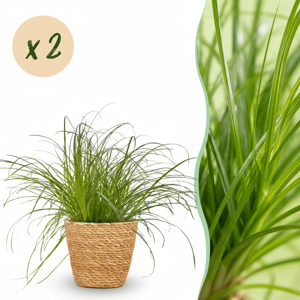 Cyperus alternifolius zumula - pet-friendly - pot de 12cm - hauteur 20cm - plantes d'intérieur