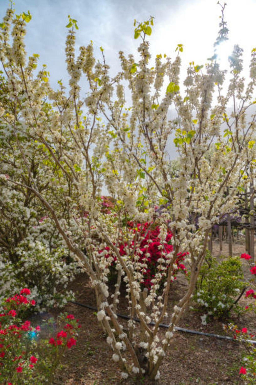 Cercis canadensis vanilla twist - pot 15 l