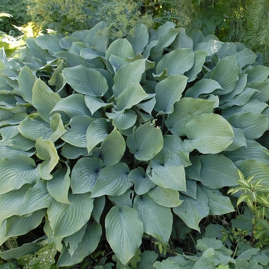 6 x hosta 'krossa regal' - hosta 'krossa regal' - godet 9cm x 9cm