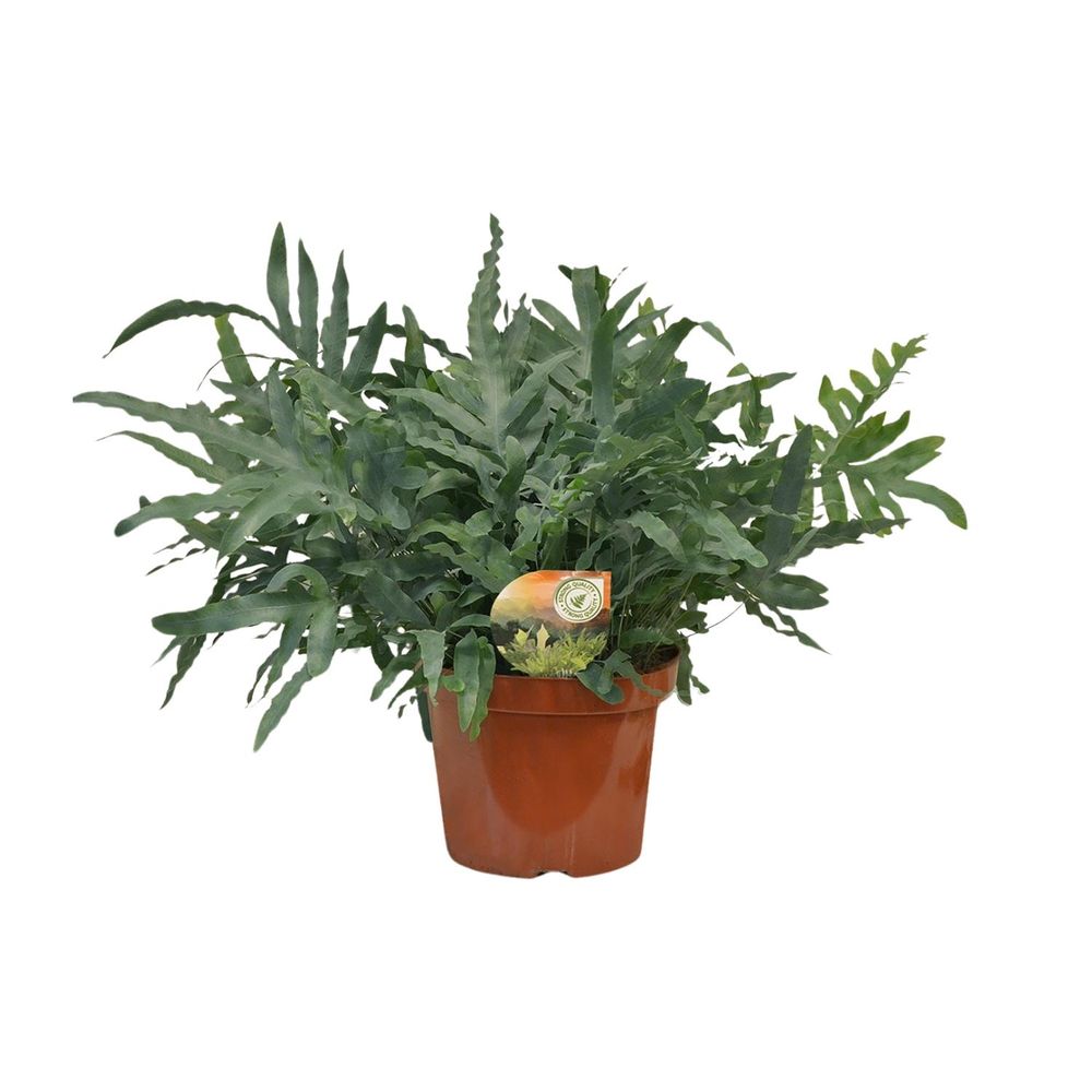 Phlebodium blue star - ø26cm - ↕80cm - plantes d'intérieur