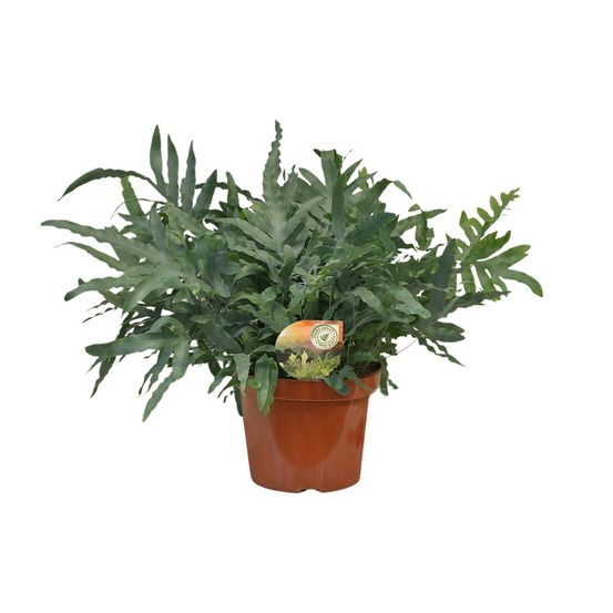 Phlebodium blue star - ø26cm - ↕80cm - plantes d'intérieur