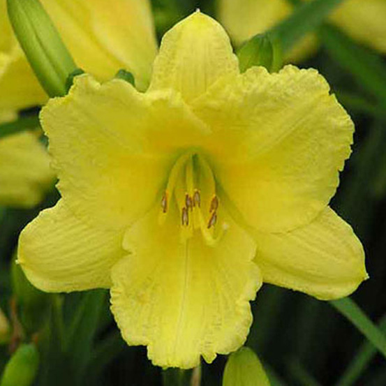 6 x lis d'un jour 'happy returns' - hemerocallis 'happy returns' - godet 9cm x 9cm