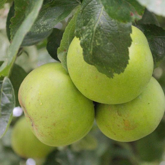 Pommier reinette du mans pot de 10l - gobelet 2 ans - 120 cm - pré-formé