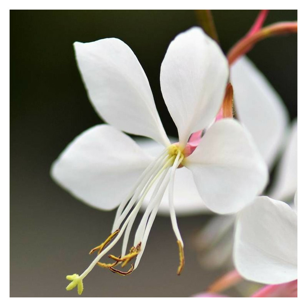 Gaura wirling butterflies pot de 3l - 20/40 cm