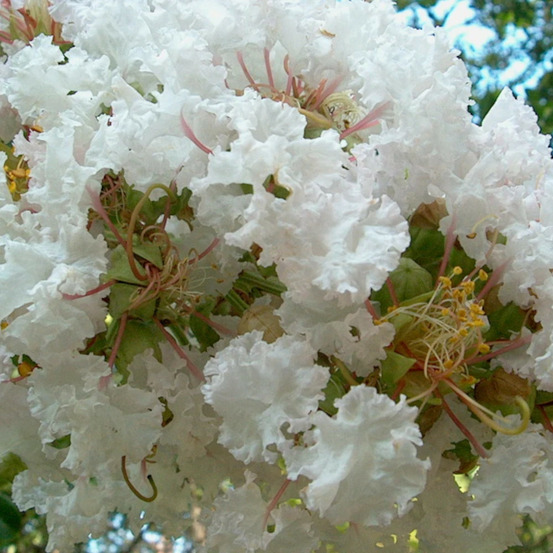 Lilas des indes petit´ canaille® blanc, lagerstroemia pot de 3l - touffe