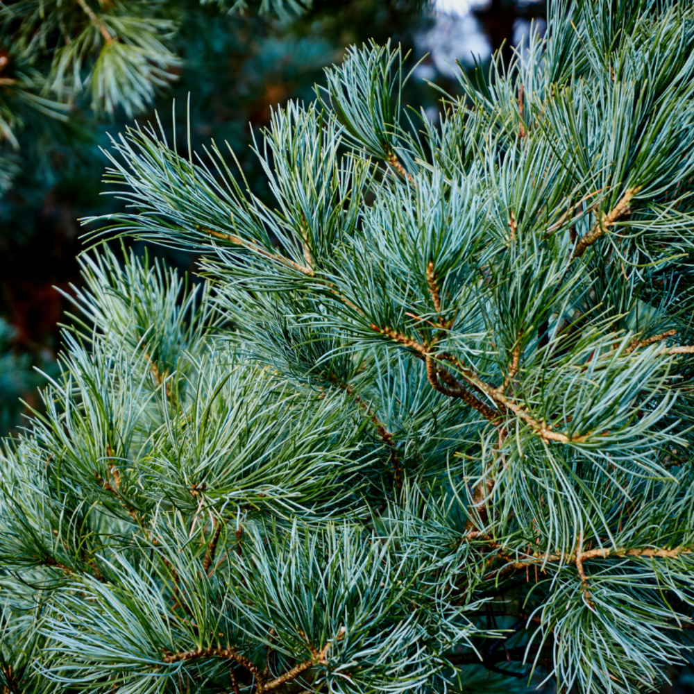 Pin tempelhof - pinus parviflora tempelhof 20/30cm pot 2,5l