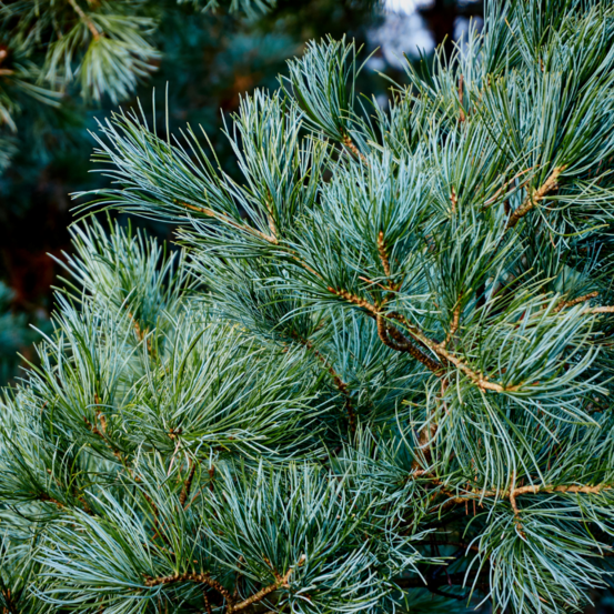 Pin tempelhof - pinus parviflora tempelhof 20/30cm pot 2,5l