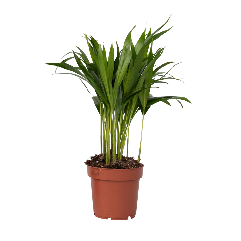 Palmier areca - dypsis lutescens - hauteur 30-45cm - ⌀12cm